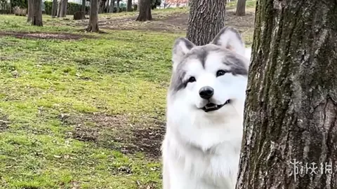 《星河揭秘：利物浦名帅范布隆克霍斯特或成印尼国家队领军者》